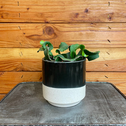 Epiphyllum Curly Locks, 4" Plant - Tampa Home & Garden Store