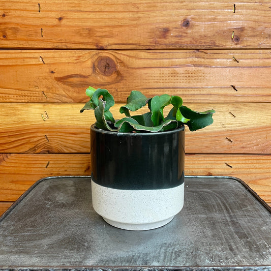 Epiphyllum Curly Locks, 4" Plant - Tampa Home & Garden Store