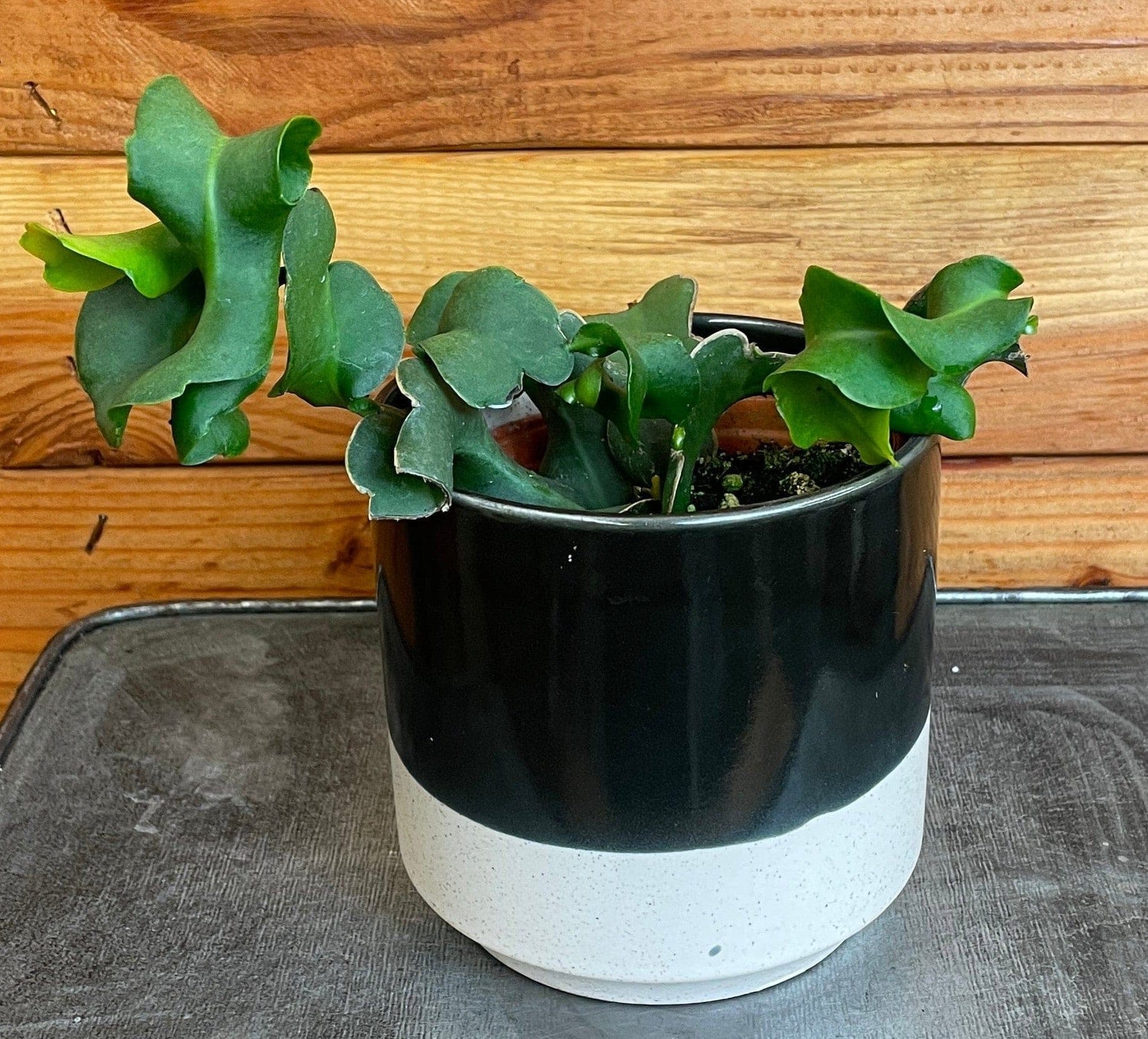 Epiphyllum Curly Locks, 4" Plant - Tampa Home & Garden Store