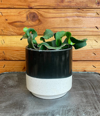 Epiphyllum Curly Locks, 4" Plant - Tampa Home & Garden Store