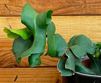 Epiphyllum Curly Locks, 4" Plant - Tampa Home & Garden Store