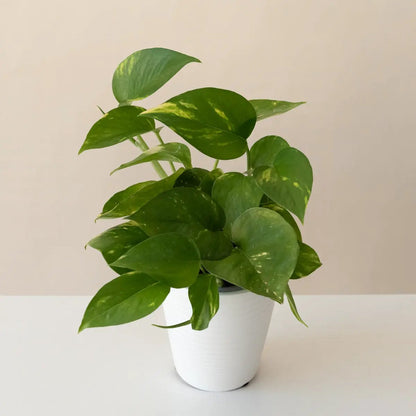 - image on Tampa Home & Garden Store