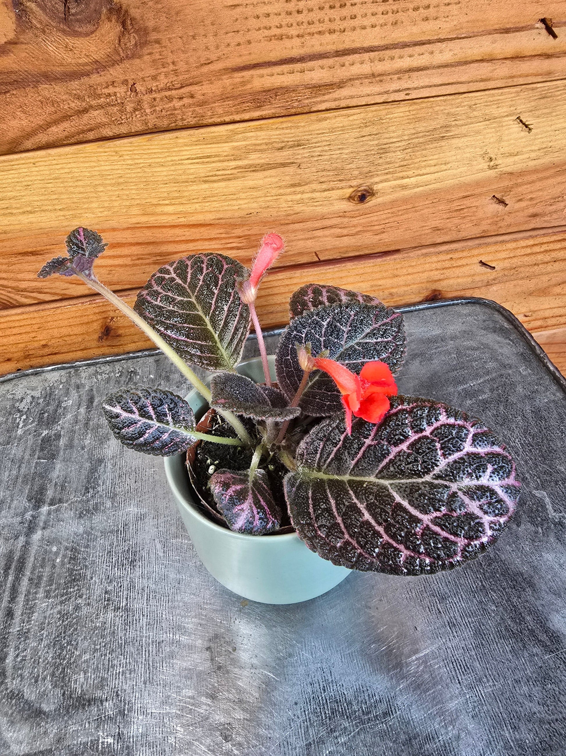 Episcia Cupreata Copper, 2" Plant - Tampa Home & Garden Store