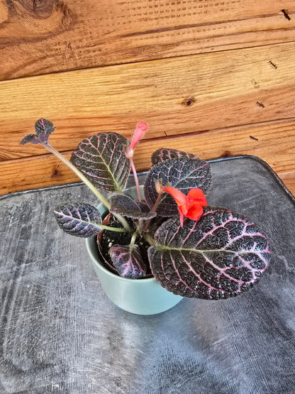Episcia Cupreata Copper, 2" Plant - Tampa Home & Garden Store