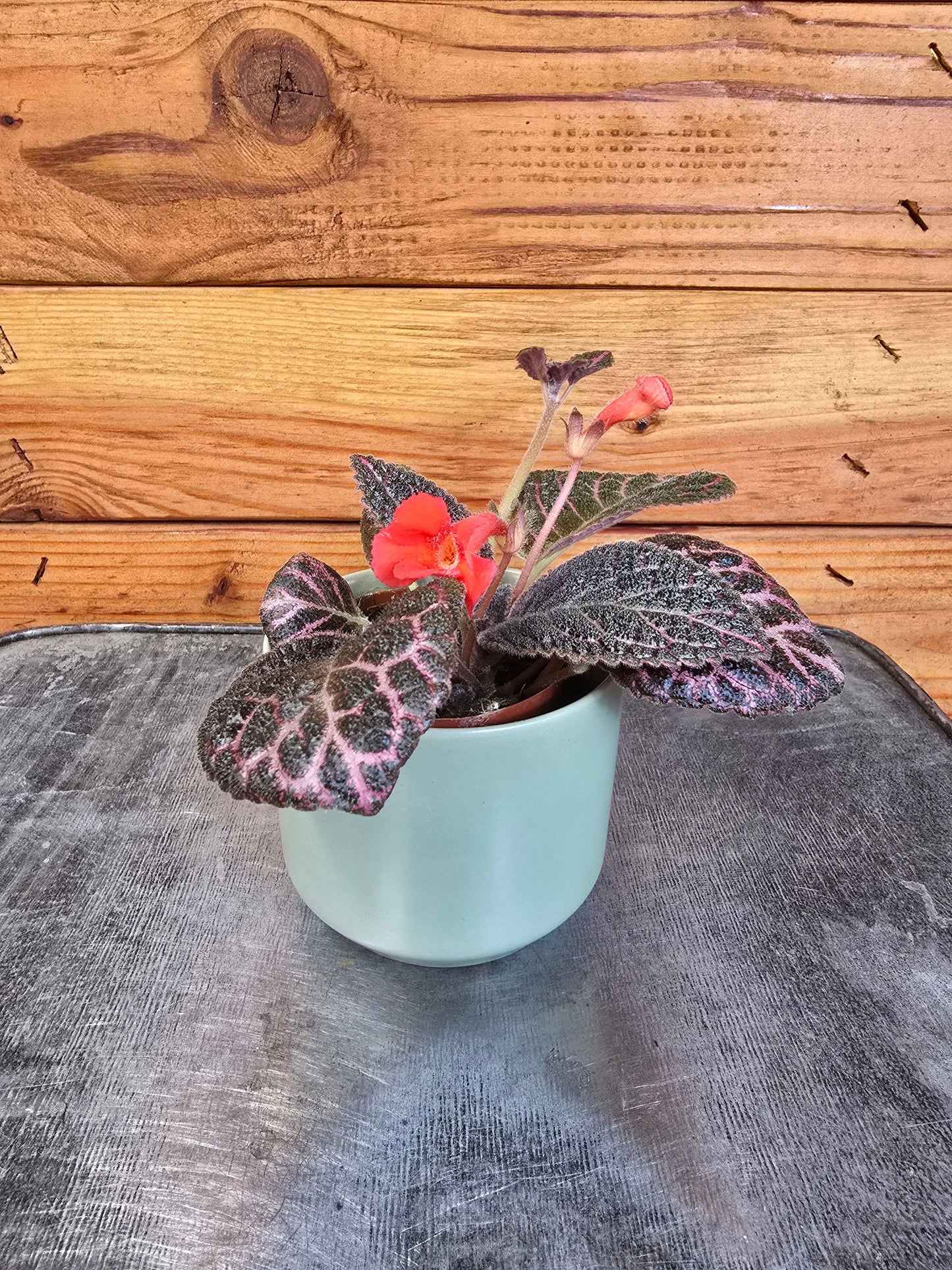 Episcia Cupreata Copper, 2" Plant - Tampa Home & Garden Store