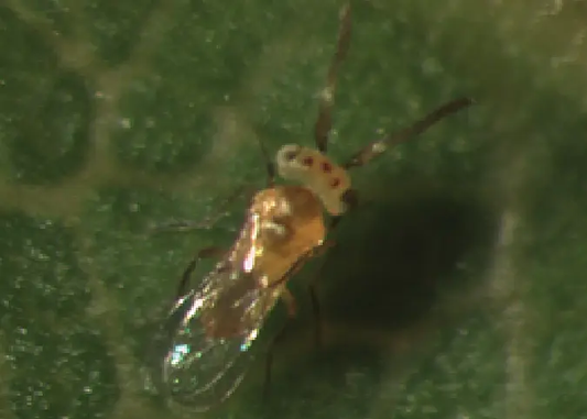 GrowersHouse Eretmocerus eremicus - orange parasitoid wasp for whitefly control on Tampa Home & Garden Store
