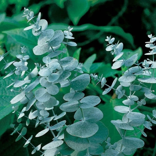Eucalyptus Pulverulenta Baby Blue Seeds - Silver Leaved Mountain Gum - Powdered Gum - Mountain Silver Seeds - Rare and Viable Seeds - Tampa Home & Garden Store