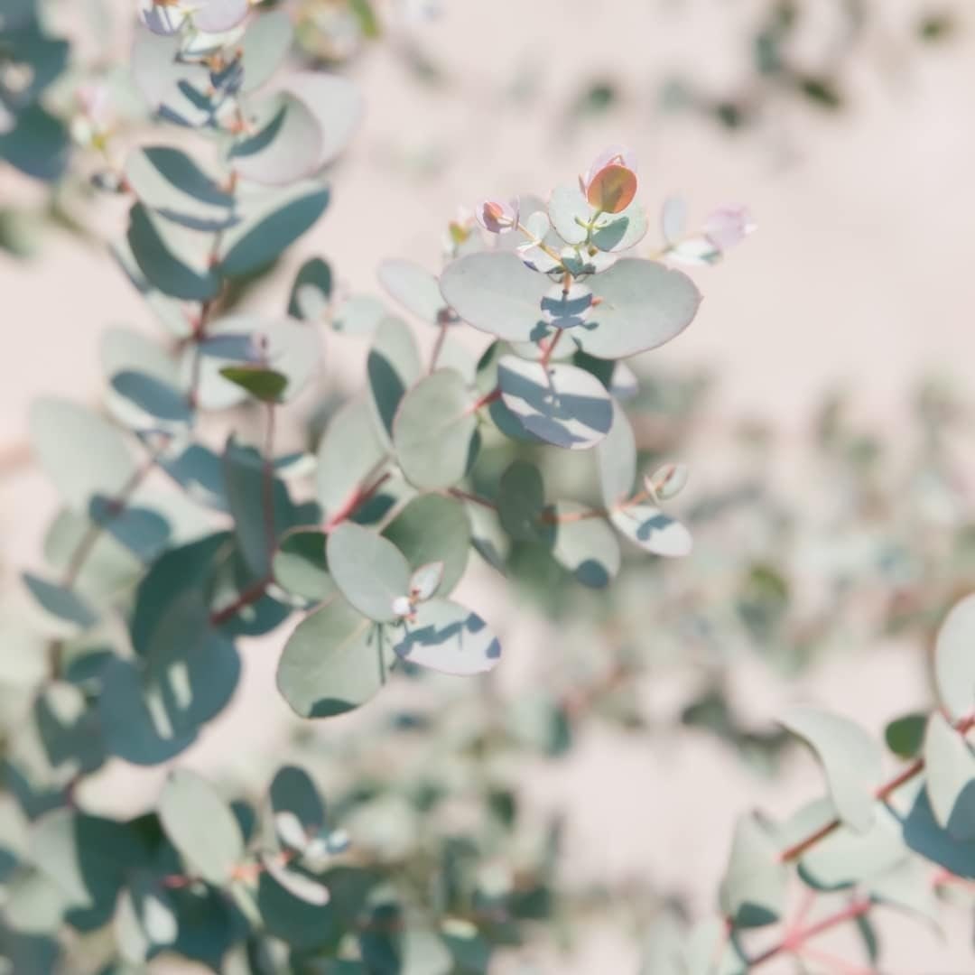 Eucalyptus Pulverulenta Baby Blue Seeds - Silver Leaved Mountain Gum - Powdered Gum - Mountain Silver Seeds - Rare and Viable Seeds - Tampa Home & Garden Store