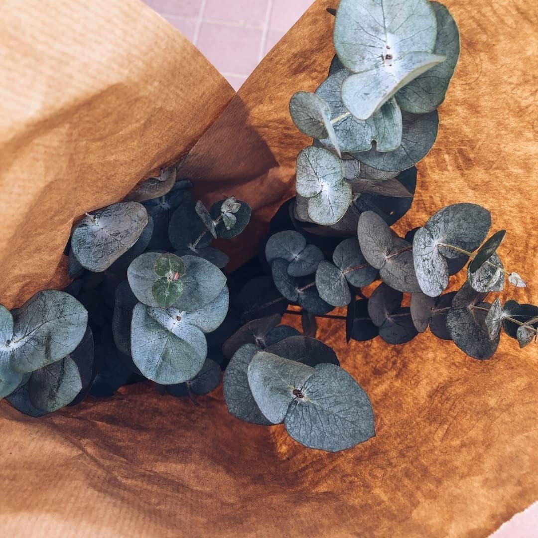 Eucalyptus Pulverulenta Baby Blue Seeds - Silver Leaved Mountain Gum - Powdered Gum - Mountain Silver Seeds - Rare and Viable Seeds - Tampa Home & Garden Store
