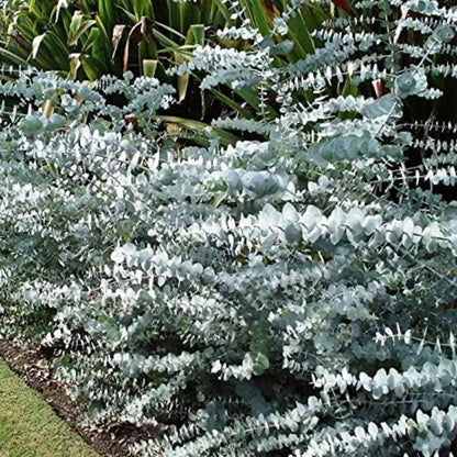 Eucalyptus Pulverulenta Baby Blue Seeds - Silver Leaved Mountain Gum - Powdered Gum - Mountain Silver Seeds - Rare and Viable Seeds - Tampa Home & Garden Store
