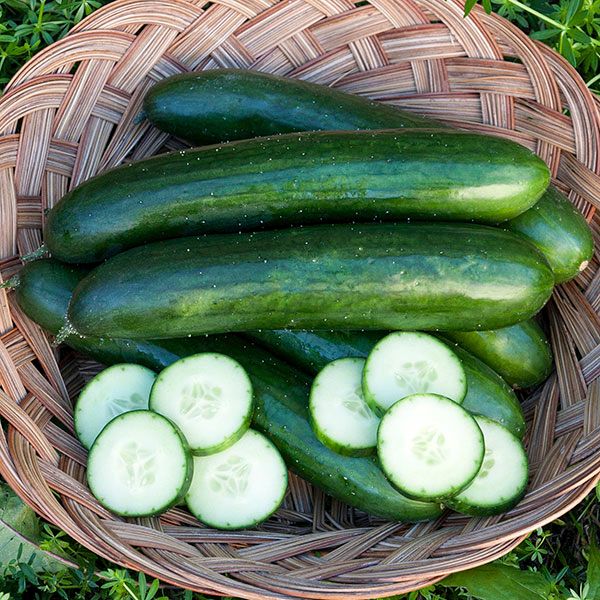 Green Finger Cucumbers six fresh dark-green cucumbers in a woven basket with sliced rounds on Tampa Home & Garden Store