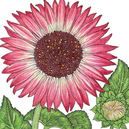 Evening Colors Sunflower Seeds (Organic) - Tampa Home & Garden Store