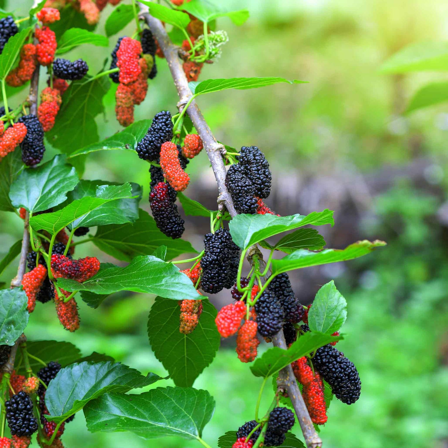 Everbearing Mulberry Tree plant with black ripe berries and red unripe ones Live Good Logistics on Tampa Home & Garden Store