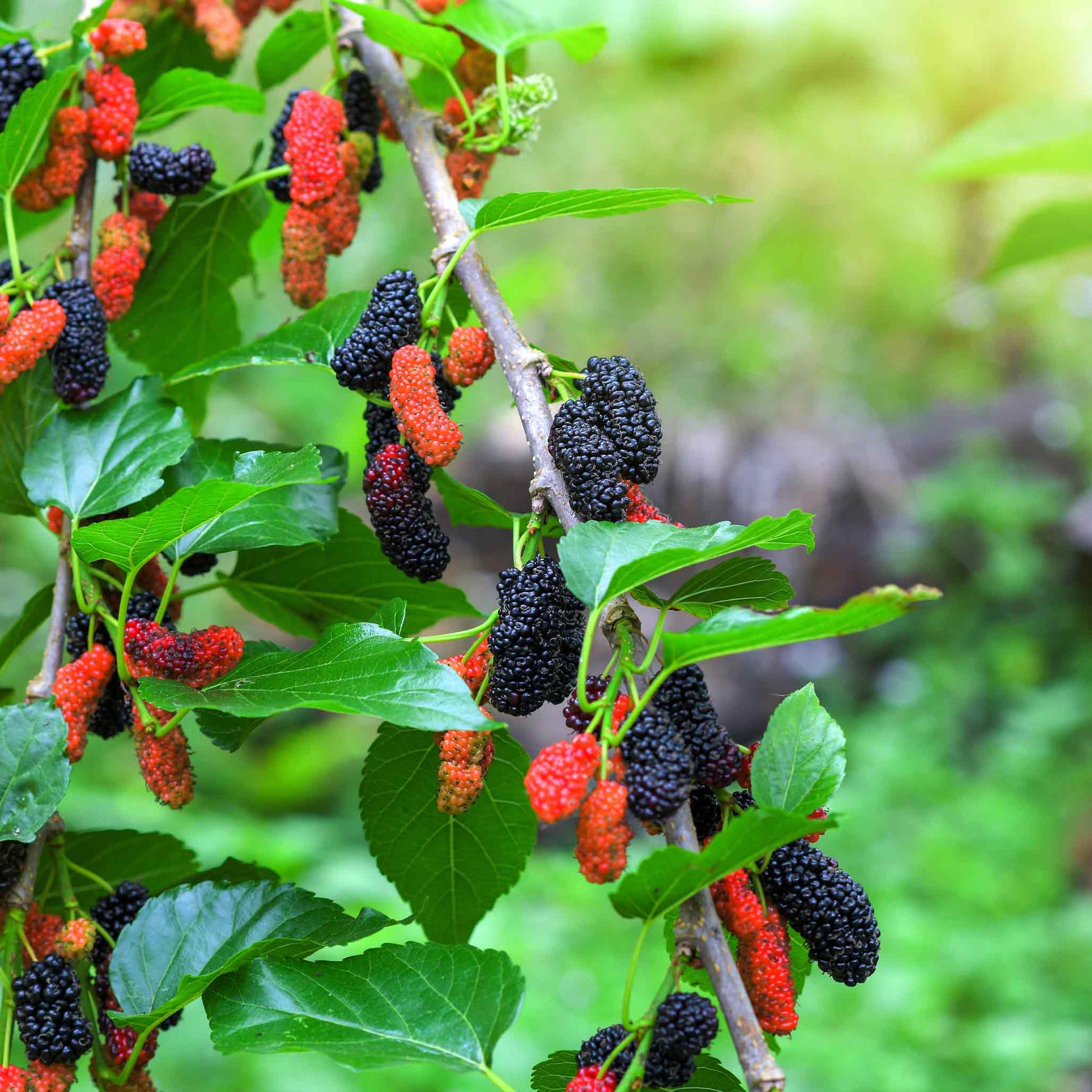 Everbearing Mulberry Tree plant with black ripe berries and red unripe ones Live Good Logistics on Tampa Home & Garden Store