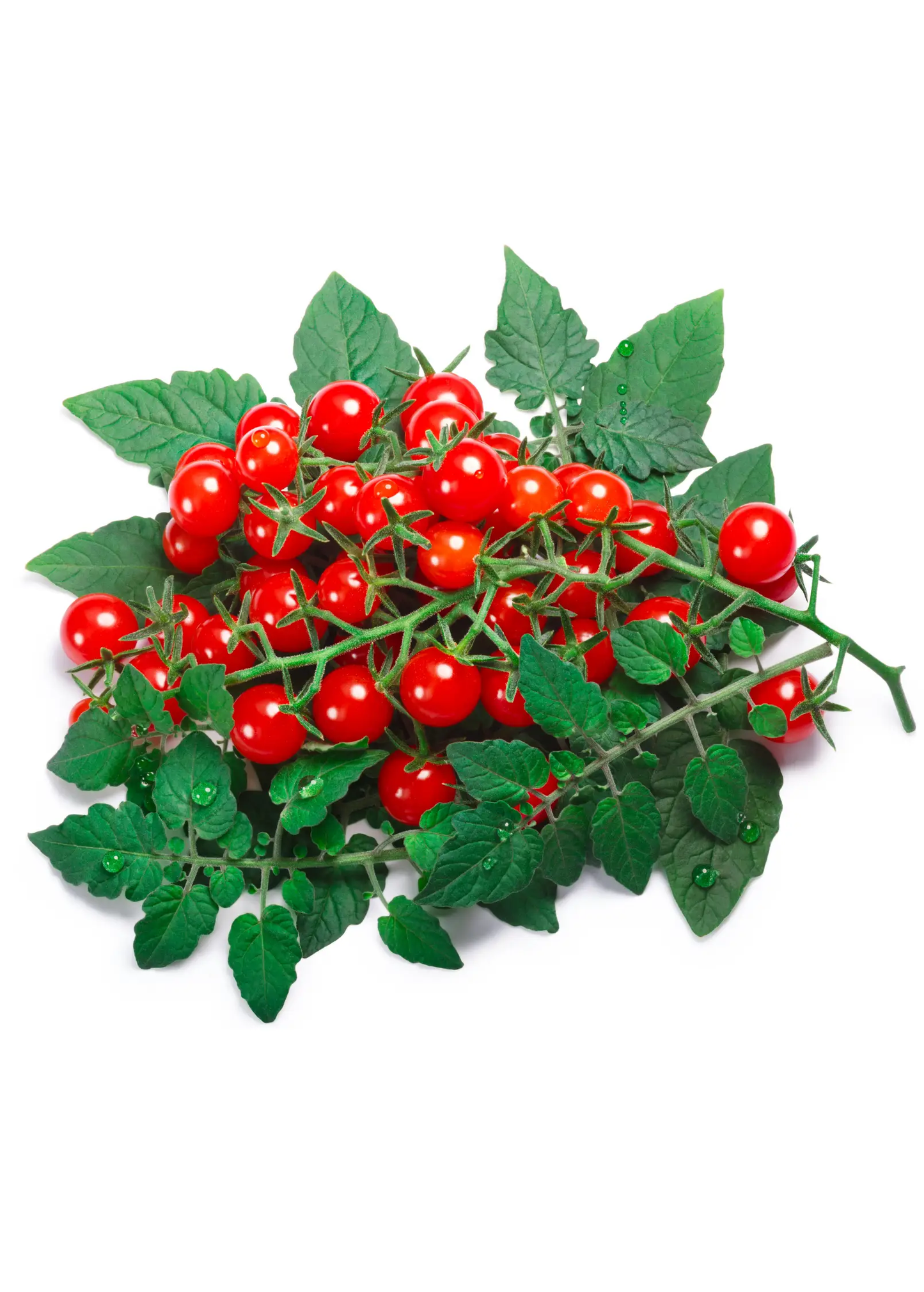 Everglades Tomato (Solanum pimpinellifolium) - Tampa Home & Garden Store