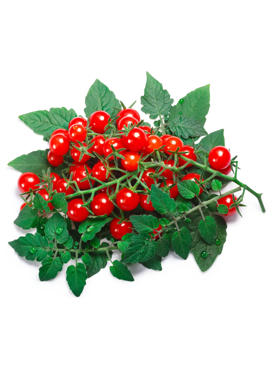 Everglades tomato plant heirloom heat tolerant fruiting plant with red cherry tomatoes on Tampa Home & Garden Store