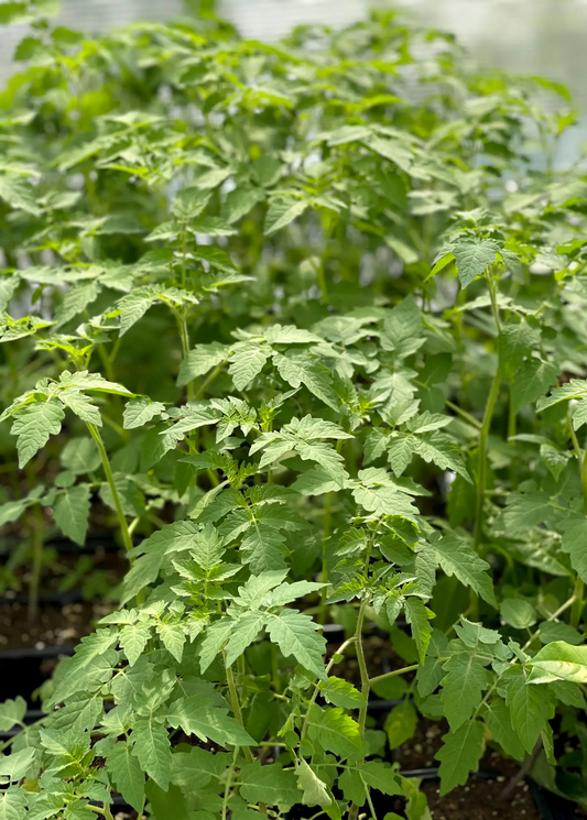 Everglades Tomato Plant heirloom heat-tolerant fruiting plant Sow Exotic on Tampa Home & Garden Store