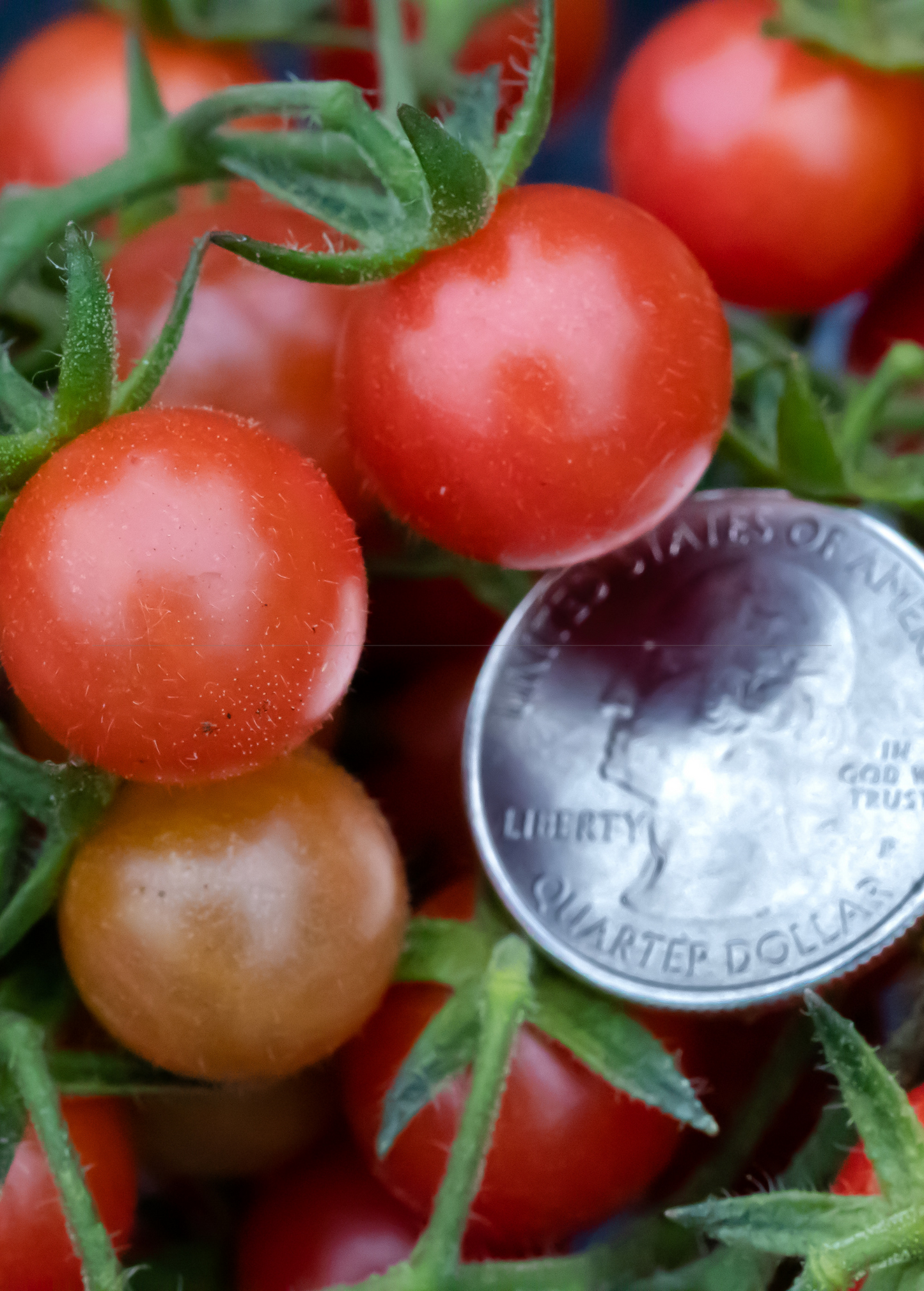 Everglades Tomato (Solanum pimpinellifolium) - Tampa Home & Garden Store