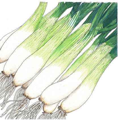 Evergreen Bunching Onion Seeds (Organic) - Tampa Home & Garden Store