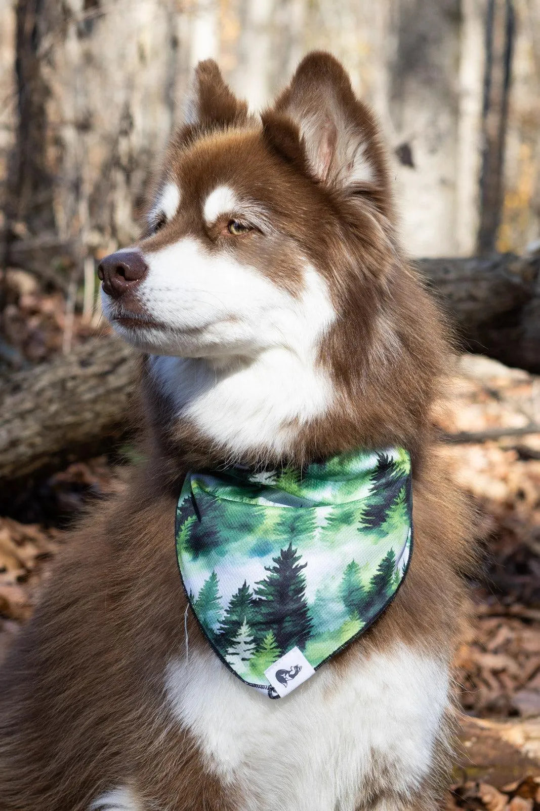 Evergreen Explorer Dog Bandana - Tampa Home & Garden Store