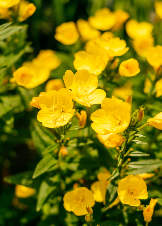 Ewling Primrose (Oenothera biennis) - Tampa Home & Garden Store