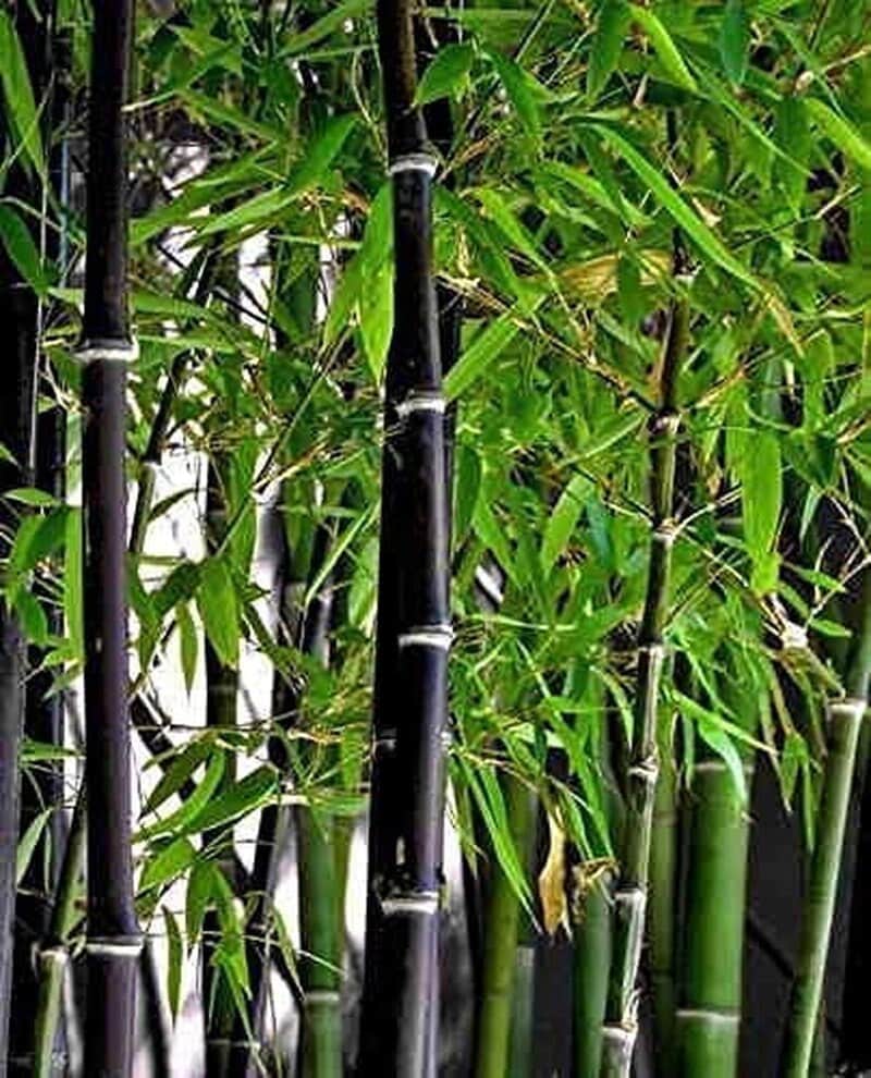 Exotic Black Bamboo - 300 Seeds - Ornamental Plant Privacy Screen - Tampa Home & Garden Store