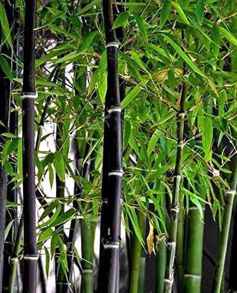Exotic Black Bamboo - 300 Seeds - Ornamental Plant Privacy Screen - Tampa Home & Garden Store