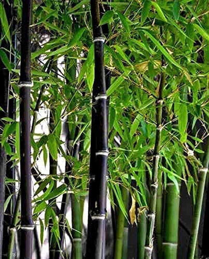 Exotic Black Bamboo - 300 Seeds - Ornamental Plant Privacy Screen - Tampa Home & Garden Store
