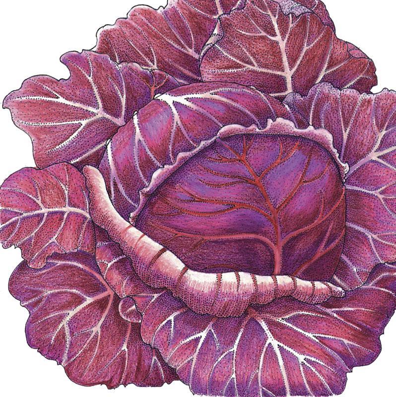 Express Red Cabbage Seeds (Organic) - Tampa Home & Garden Store