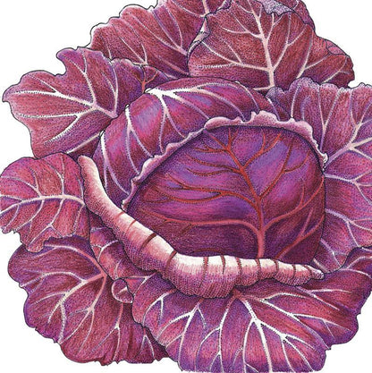 Express Red Cabbage Seeds (Organic) - Tampa Home & Garden Store