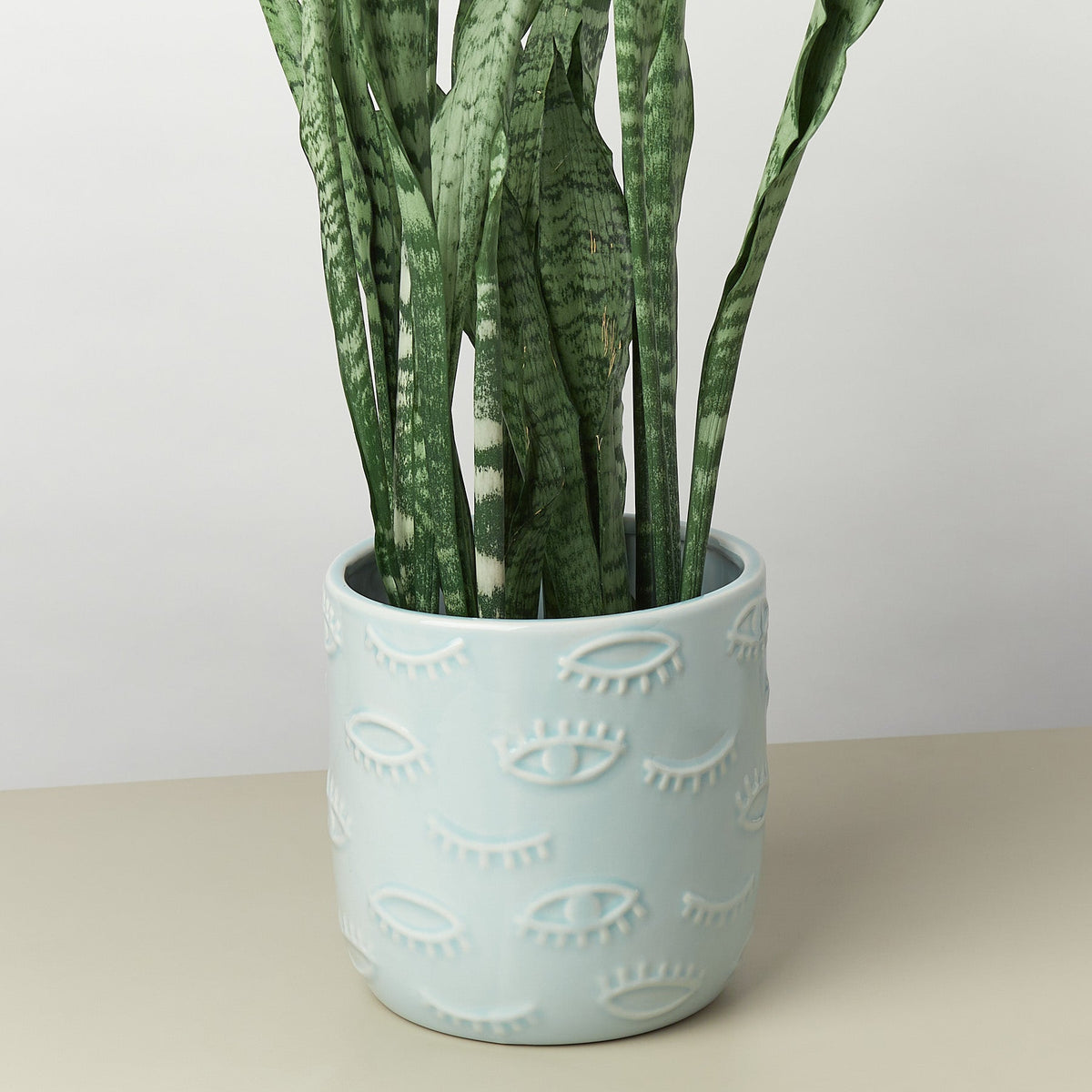 Eyes Pot 7-Inch blue ceramic planter with eye motif holding snake plant House Plant Shop on Tampa Home & Garden Store