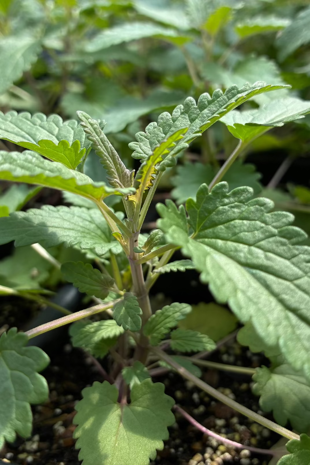 Planta de bálsamo de Moldavia 'Bálsamo de dragón' (Dracocephalum moldavica)