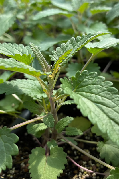 Planta de bálsamo de Moldavia 'Bálsamo de dragón' (Dracocephalum moldavica)