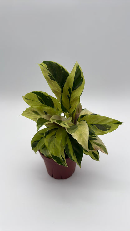 Calathea Yellow Fusion