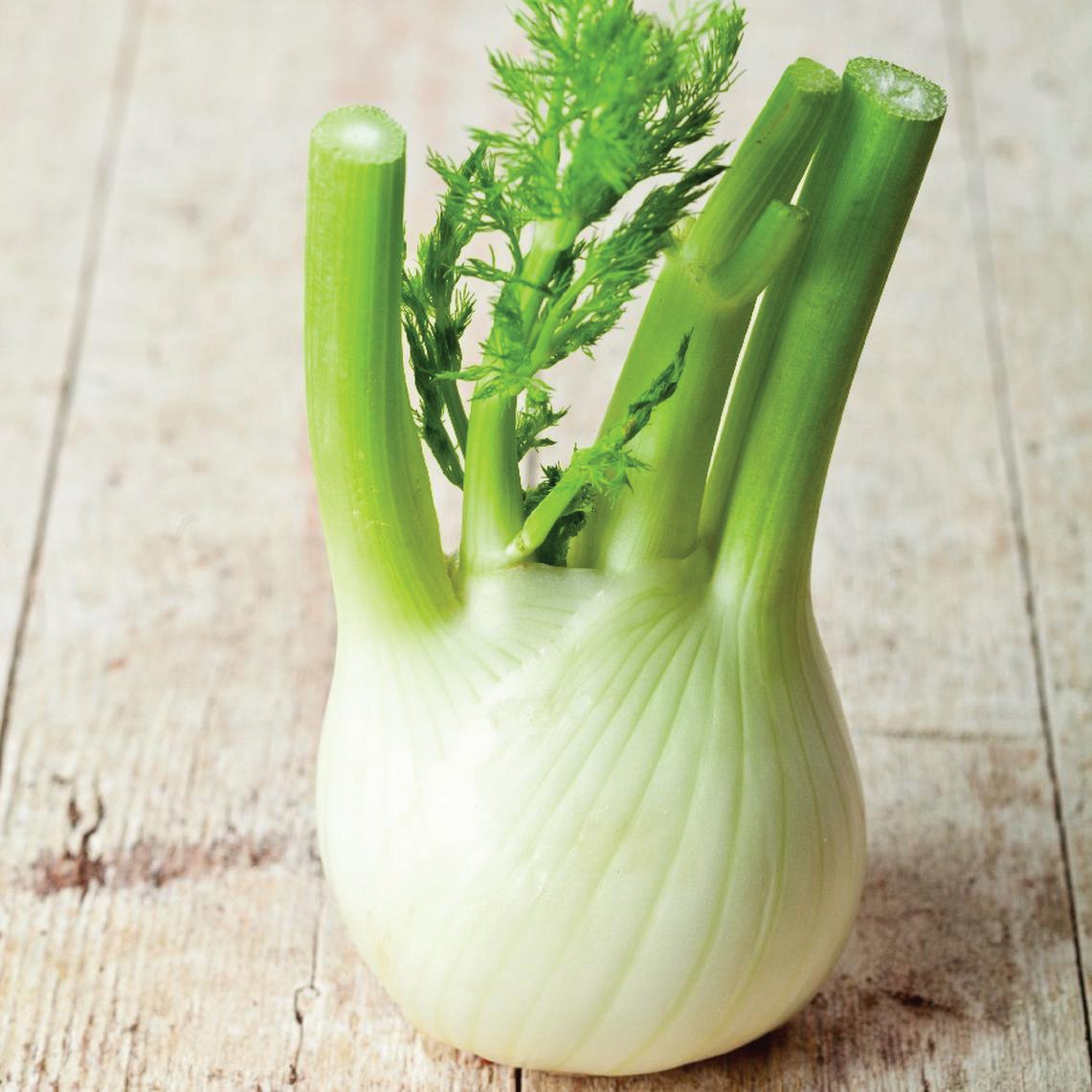 Florence fennel bulb with white base, green stalks and feathery fronds on a wooden surface on Tampa Home & Garden Store