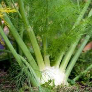 FENNEL Seeds, Sweet - Tampa Home & Garden Store
