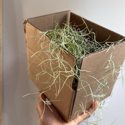 Spanish Moss (Tillandsia Usneoides)