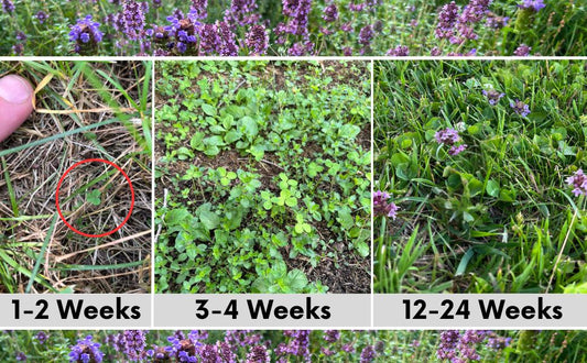 Micro Bee Lawn Seed Mixture seeds in Easy Spread Shaker showing 1–2 wk sprouts and lawn growth on Tampa Home & Garden Store