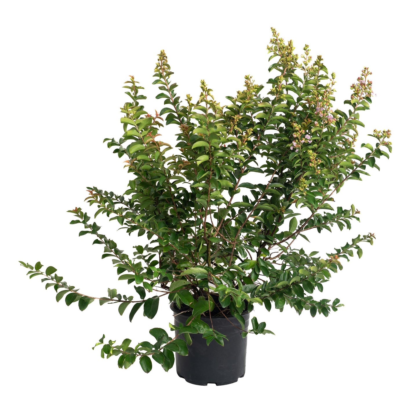 Catawba crape myrtle plant in black pot with glossy green leaves and pink blooms on Tampa Home & Garden Store