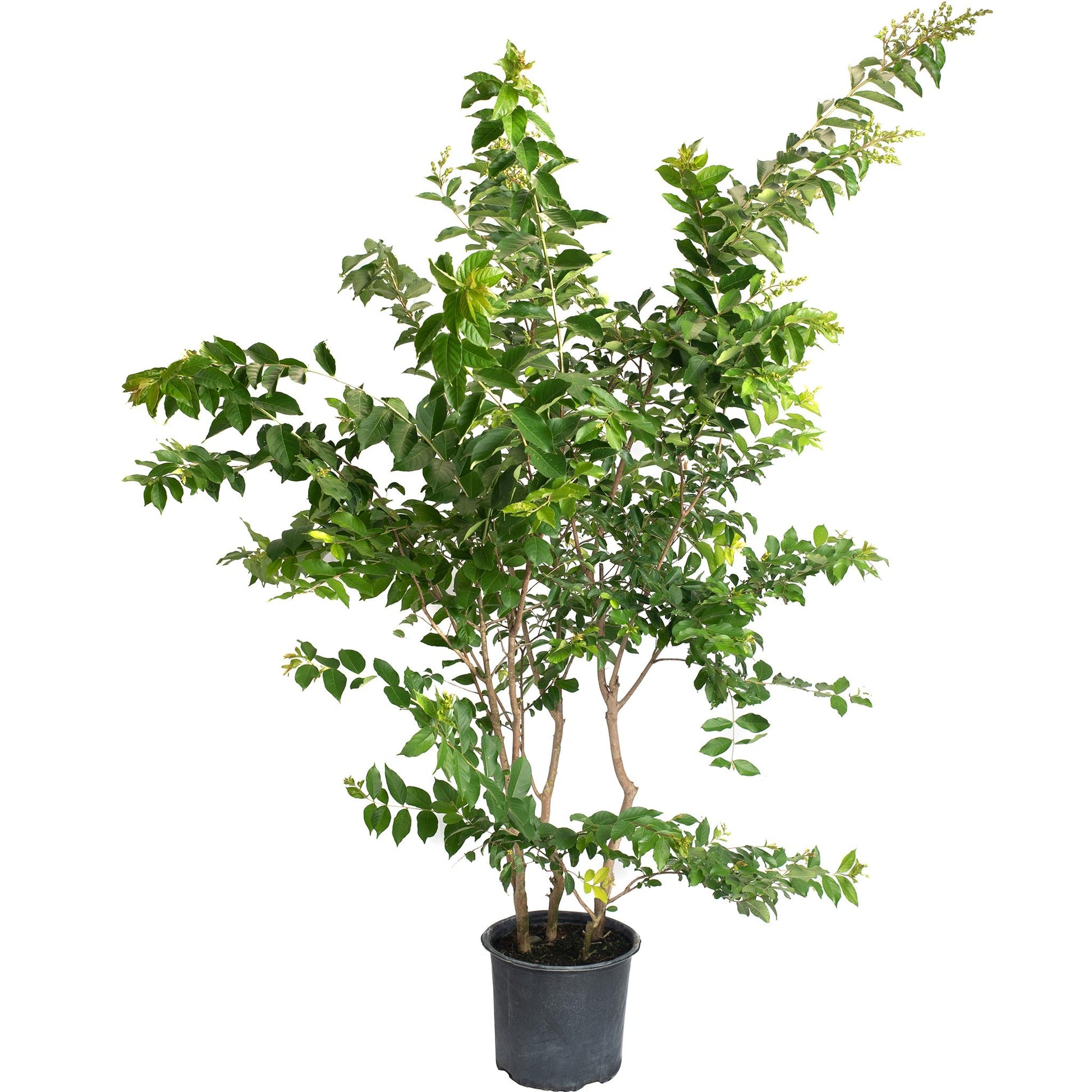 Natchez Crape Myrtle plant in a black pot with lush green foliage, Live Good Logistics on Tampa Home & Garden Store