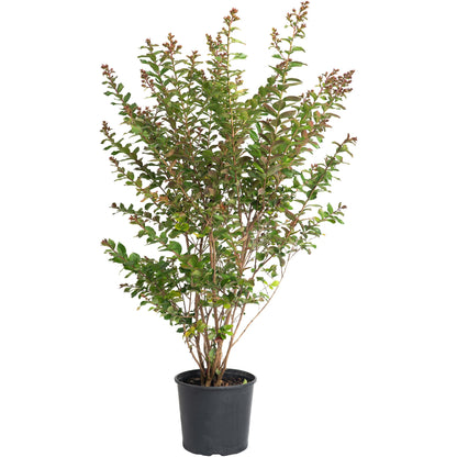Scarlet Colorama Crape Myrtle plant in a pot; multi-stem shrub with glossy green leaves on Tampa Home & Garden Store