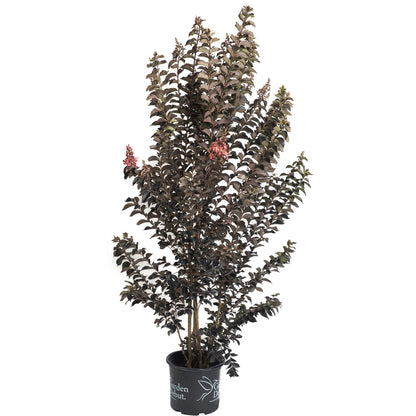 Thunderstruck Coral Boom Crape Myrtle plant with dark foliage and pink blooms in black pot on Tampa Home & Garden Store