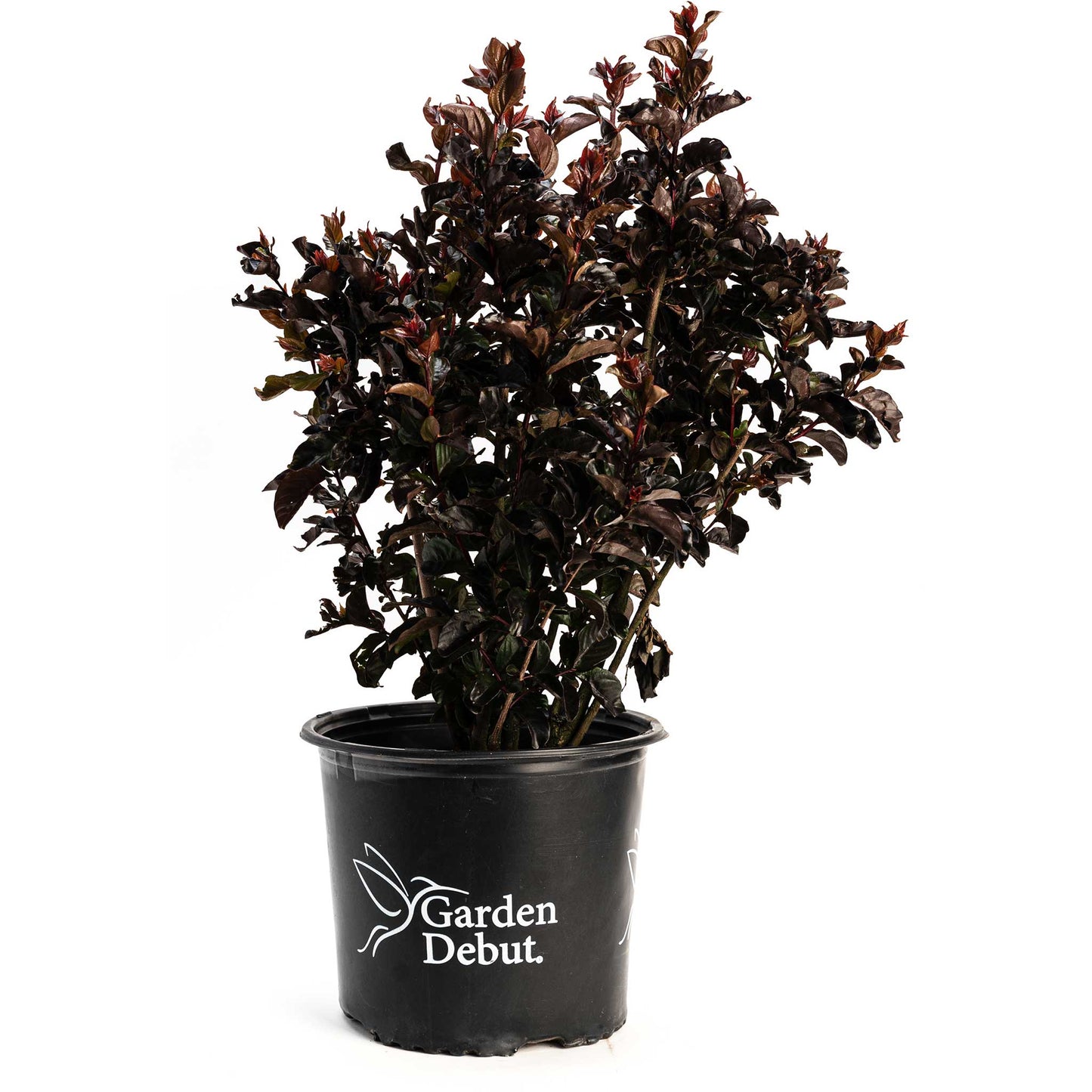 Thunderstruck Rumblin Red Crape Myrtle plant with burgundy leaves in black pot on Tampa Home & Garden Store