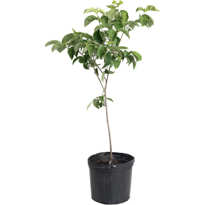 Cherokee Princess Dogwood Tree, green-leaf plant in black plastic pot by Live Good Logistics on Tampa Home & Garden Store