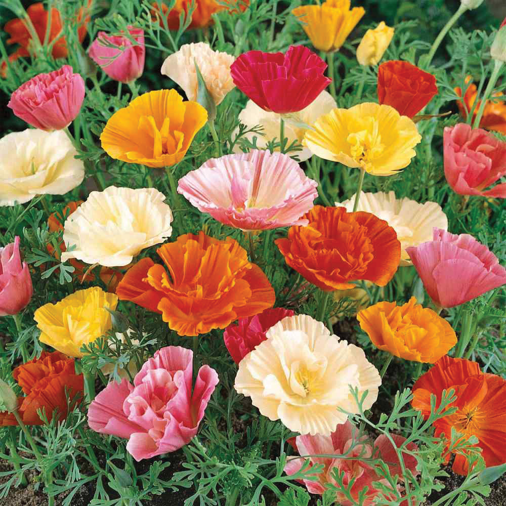Papaver Poppy Mix poppy seeds with orange pink and yellow blooms and green leaves Seedtime Store on Tampa Home & Garden Store