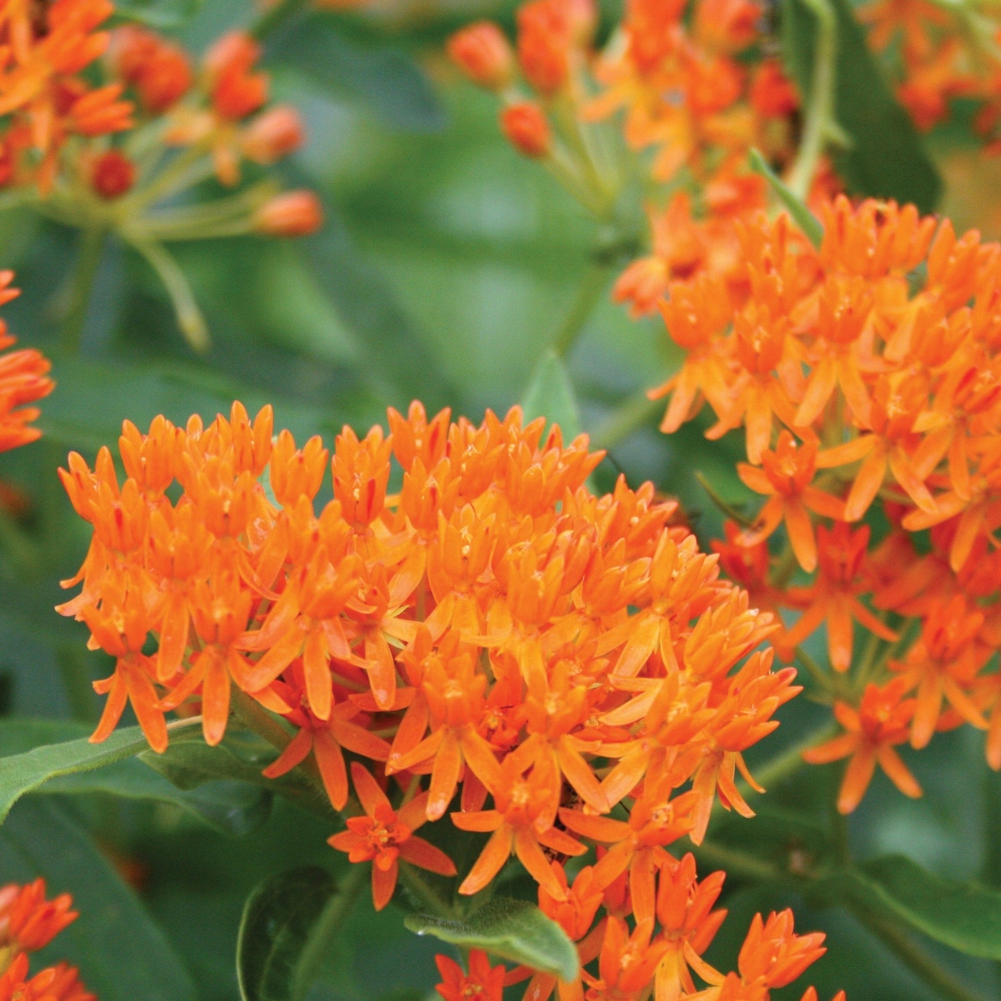 Butterfly Milkweed seeds orange bloom clusters Seedtime Store on Tampa Home & Garden Store