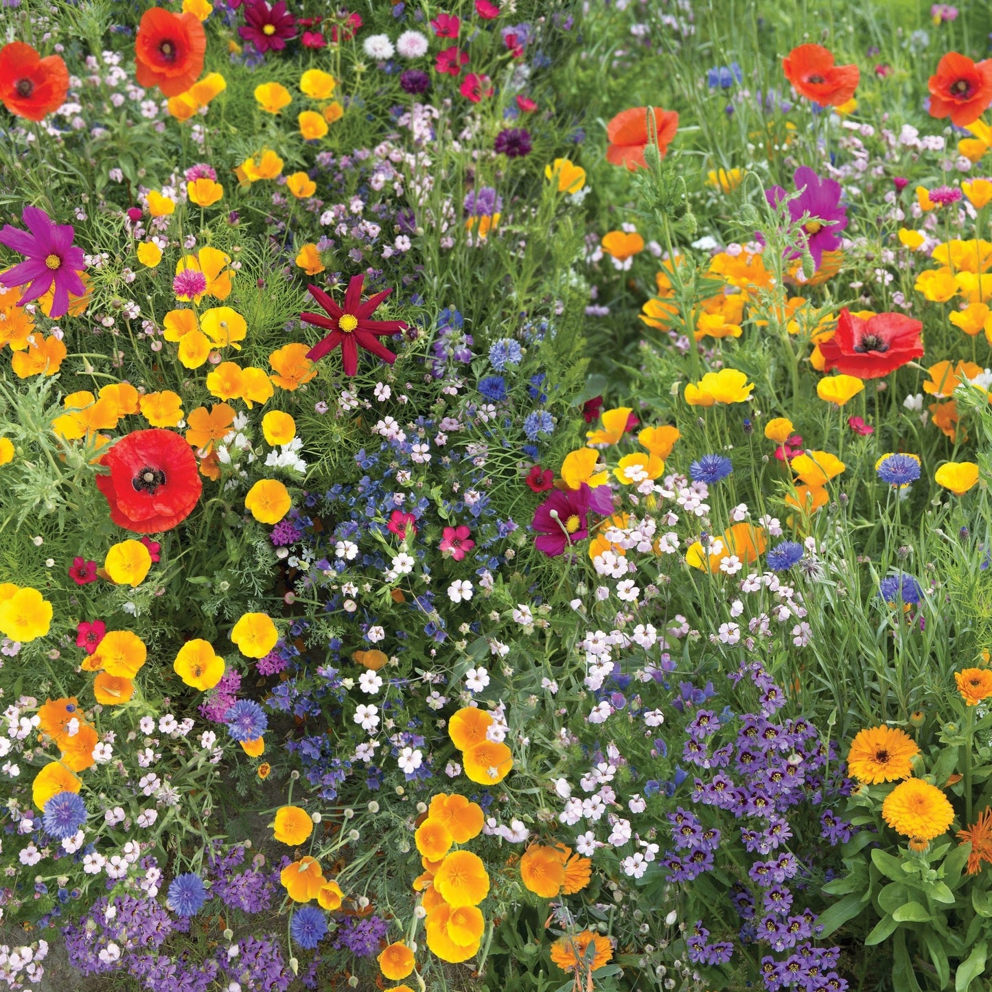 Meadow Wildflower Mix seeds vibrant bloom mix with red, orange, yellow and purple flowers on Tampa Home & Garden Store