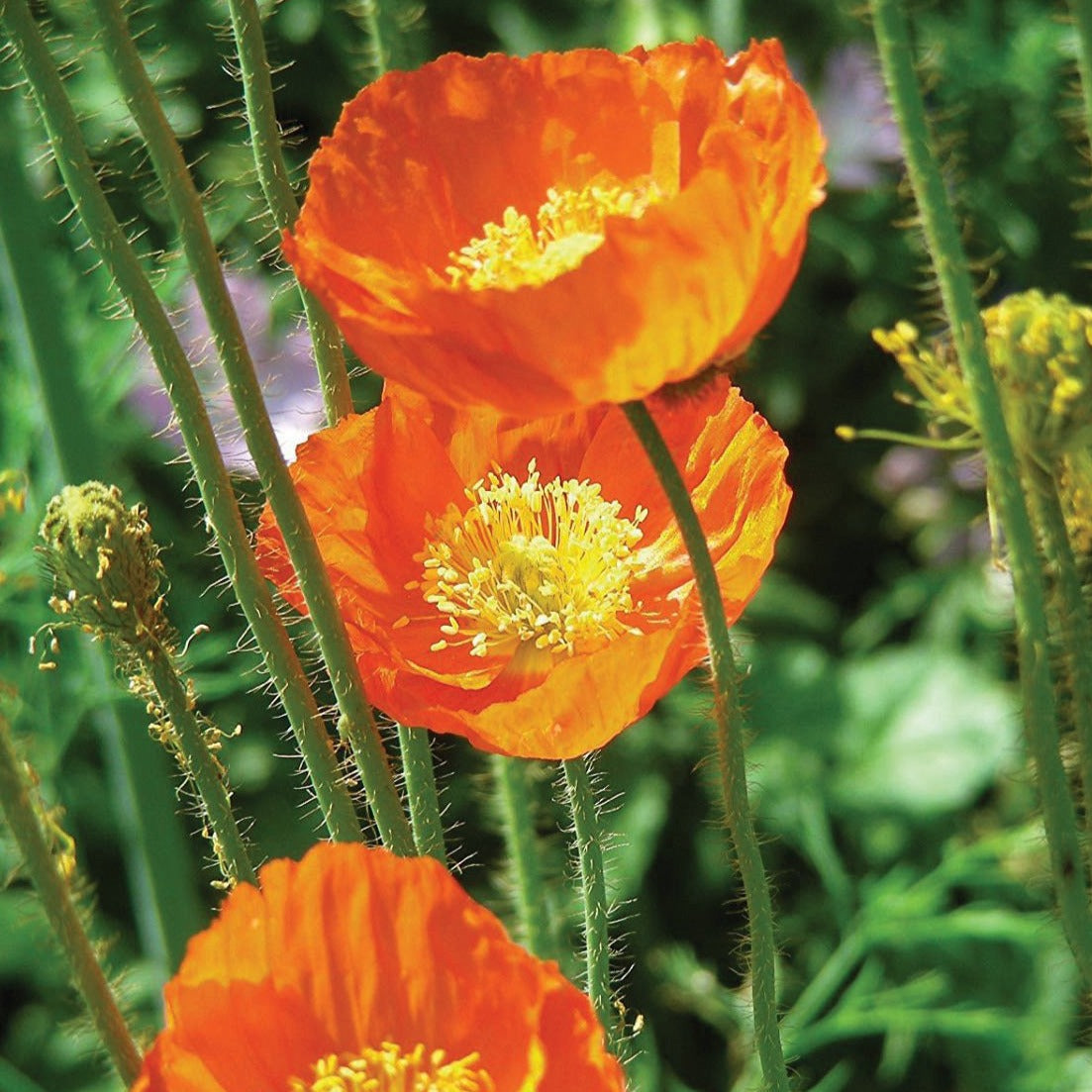 Iceland's Finest Poppy blooms orange with yellow centers on hairy green stems on Tampa Home & Garden Store