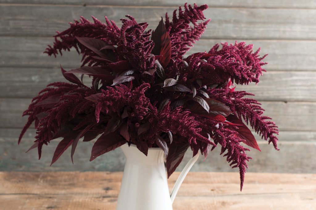 Red Spike Amaranth bouquet with burgundy leaves in a white pitcher on a rustic wooden table on Tampa Home & Garden Store