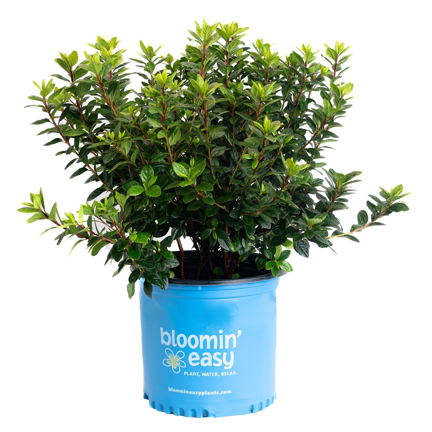 Ever After Ruby Reblooming Azalea plant in blue Bloomin Easy pot with glossy green foliage on Tampa Home & Garden Store